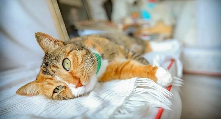 В Турции будет открыт первый музей кошек