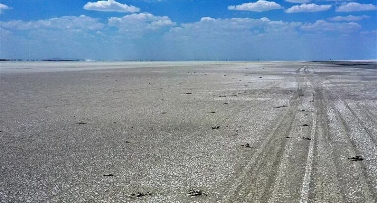 На озере Туз погибли фламинго