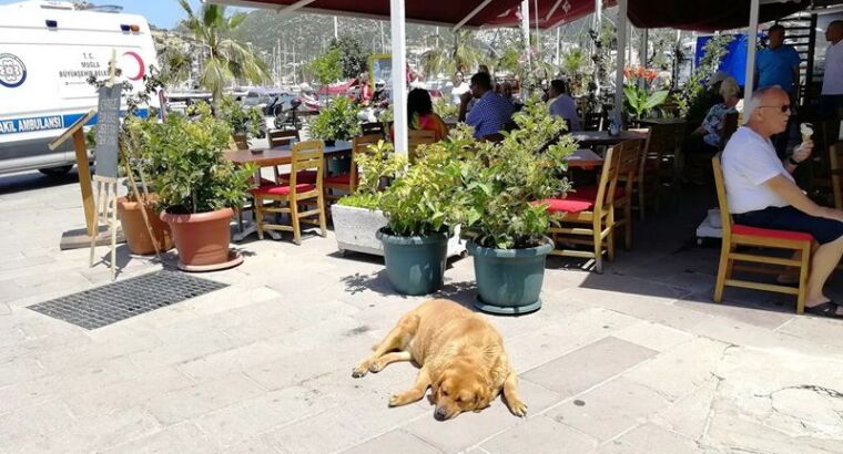 Эксперты рассказали, за что в Турции туриста могут отправить в тюрьму