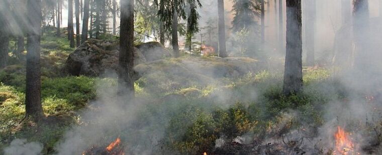 Два отеля и четыре виллы эвакуировали в турецком Мармарисе из-за лесных пожаров