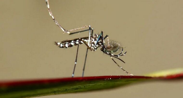 Азиатские тигровые комары угрожают Стамбулу тропическими болезнями