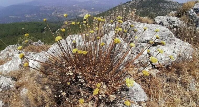 А вы видели такой цветок?