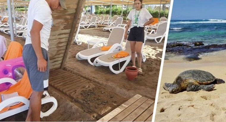 В люксовом отеле Турции началось расследование 62 смертей редкого животного