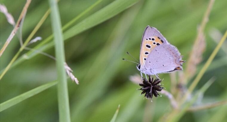 В бассейне озера Ван обитает около 230 видов бабочек