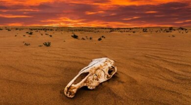 Десятки видов редких птиц и рыб объявили вымершими в США