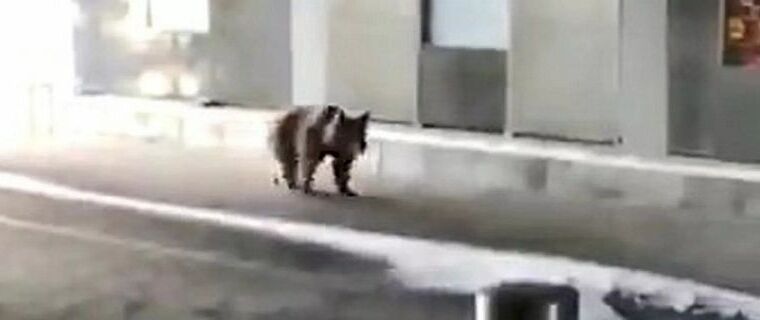 Необычная борьба