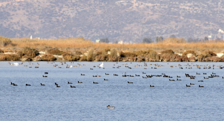 Климатический кризис сказался на месте обитания фламинго в Турции