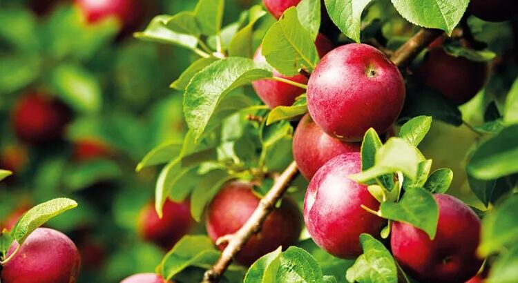 Вот тебе и яблочки