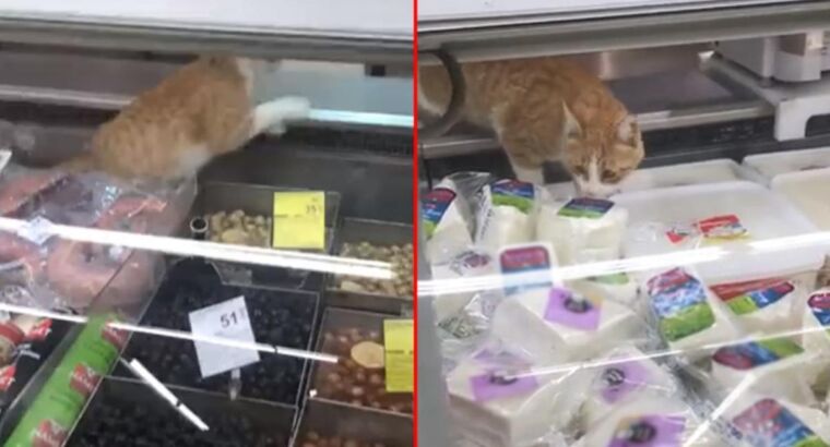 Котику тоже хочется поесть