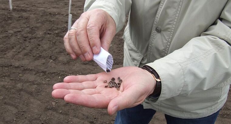 И станет хлеб лекарством