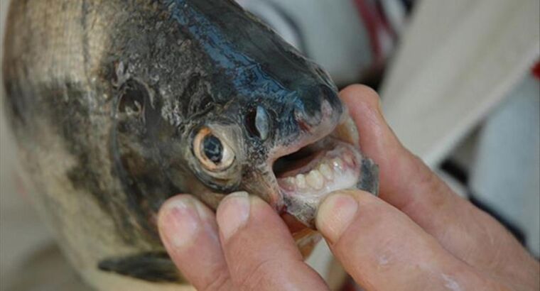 Как из фильма ужасов