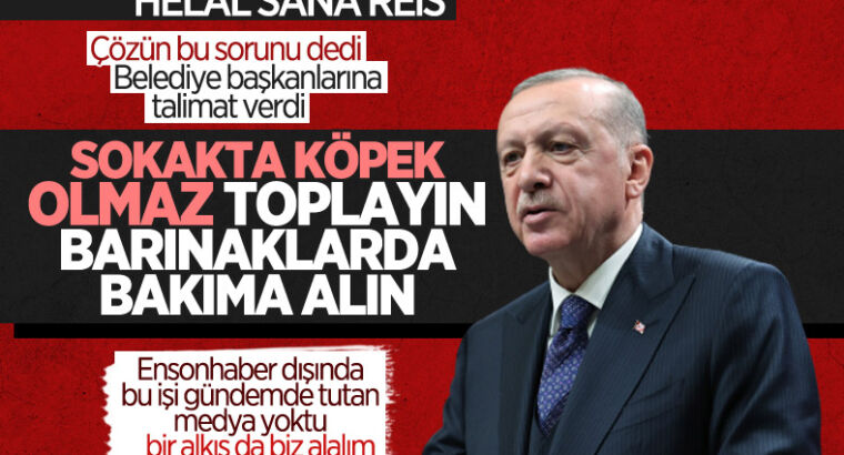 Президент Турции призвал мэров страны создать бездомным животным приюты