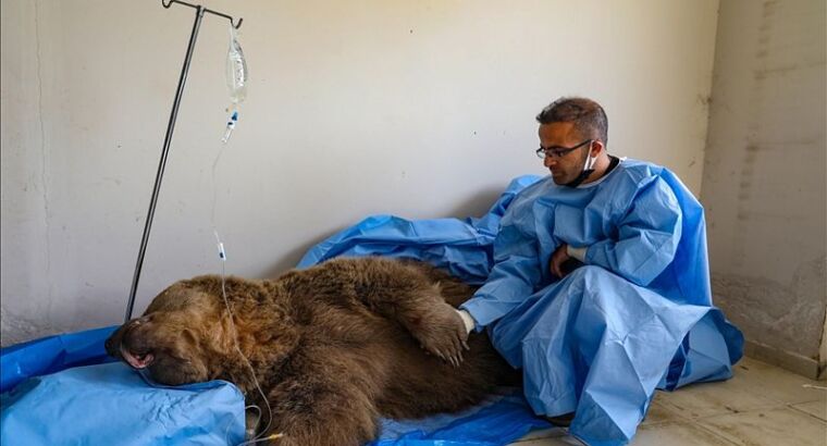 В турецком Ване ветеринары пытаются спасти жизнь раненого медведя