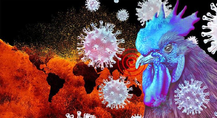 Птичий грипп возвращается