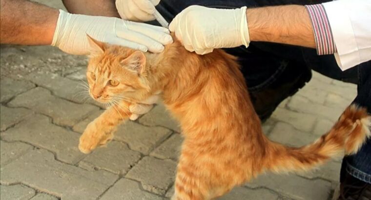 В связи с пандемией Ковид-19 поставки вакцин для животных из-за рубежа замедлились