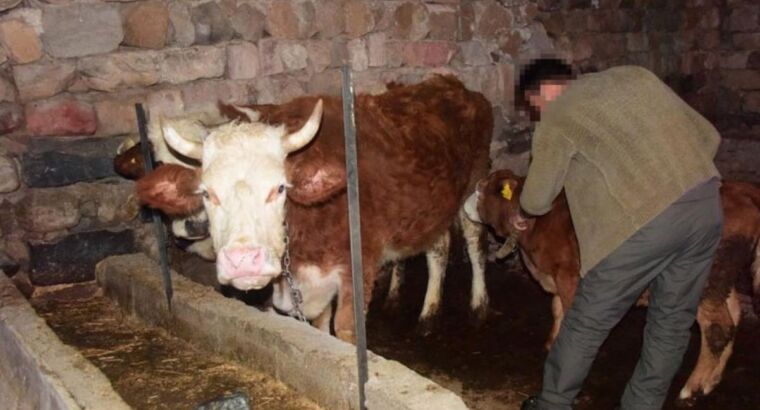 Смешной случай в Кайсери