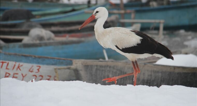 В турецкой провинции Конья замечен оставшийся на зимовку аист