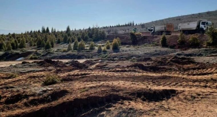 Фирму, срубившую 185 деревьев, оштрафовали