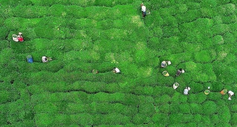 Турецкий чай поступил на прилавки 53 стран мира