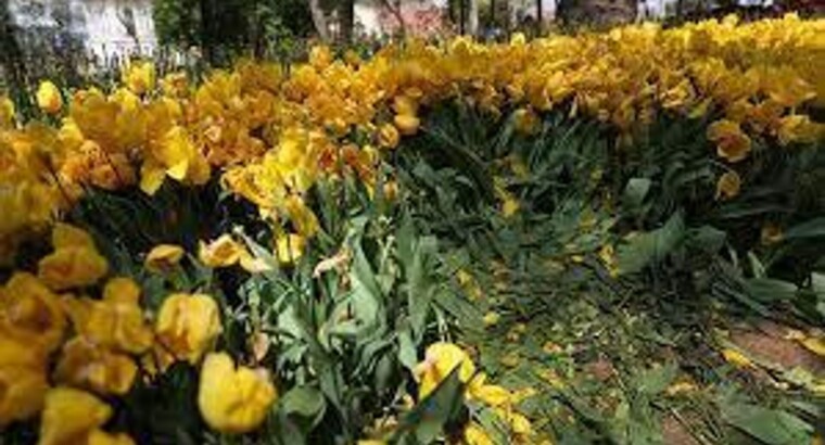 Ужасные кадры из парка Гюльхане