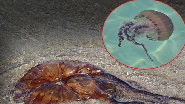 Медуза-компас, один из самых опасных видов в мире, была замечена в Текирдаге
