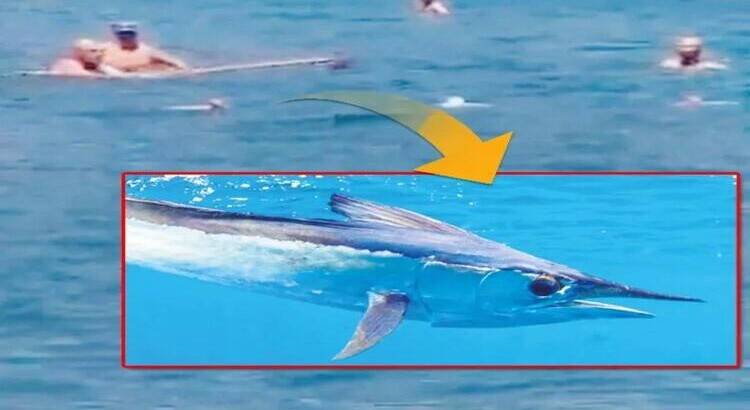 Акула в Эгейском море оказалась совсем не акулой