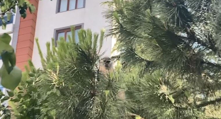 Откуда взялась эта обезьянка?
