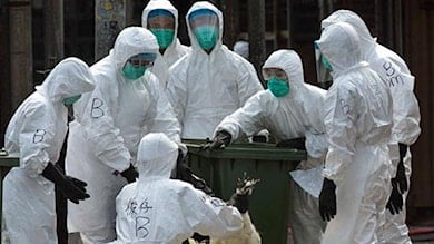 Предупреждение о птичьем гриппе в Англии