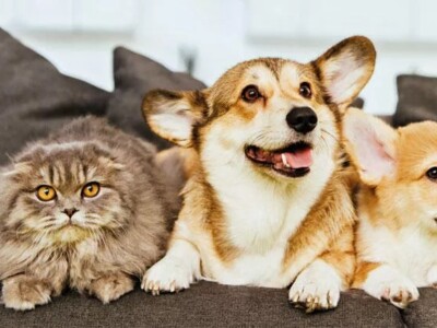 А Турции было чипировано только 504 тысячи кошек и 385 тысяч собак