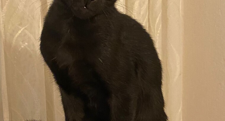 Ориентальные котята
