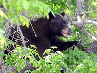 Почему медведи трутся о деревья?