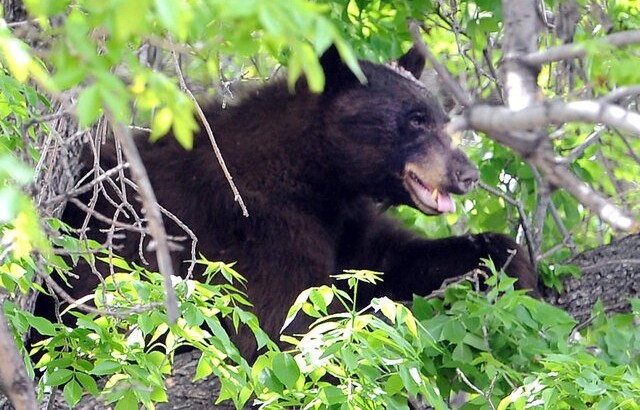 Почему медведи трутся о деревья?