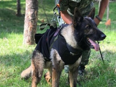 Имя этого пса будет жить вечно