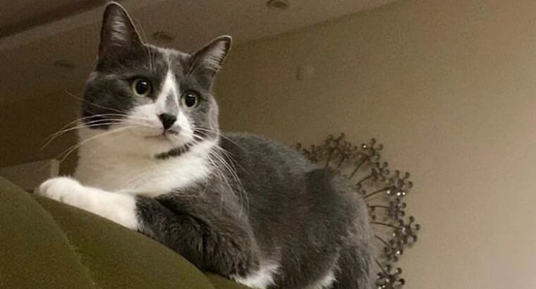 Этого котика спасли через 32  дня после землетрясения