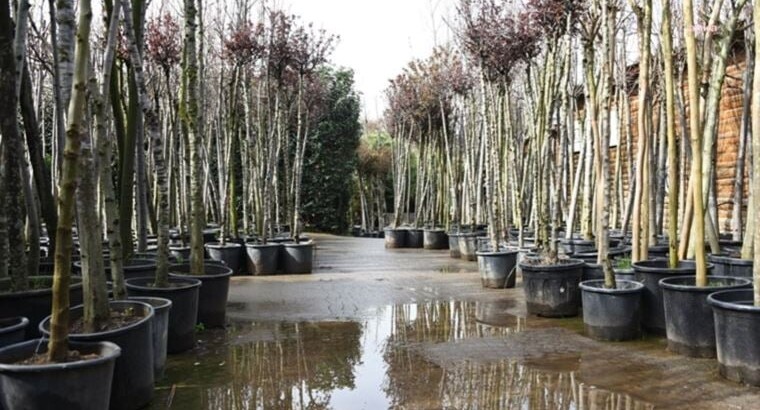 Муниципалитет района Кадыкей начал кампанию для озеленения города