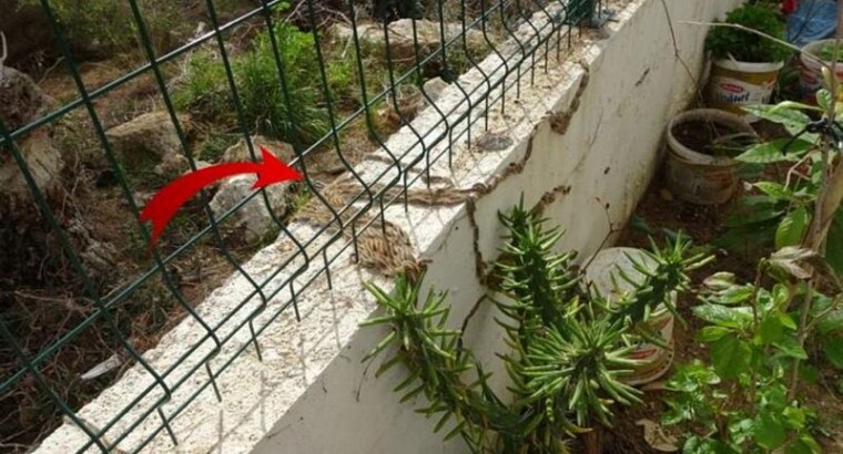 На этот раз нашествие гусениц пришлось на Анталию