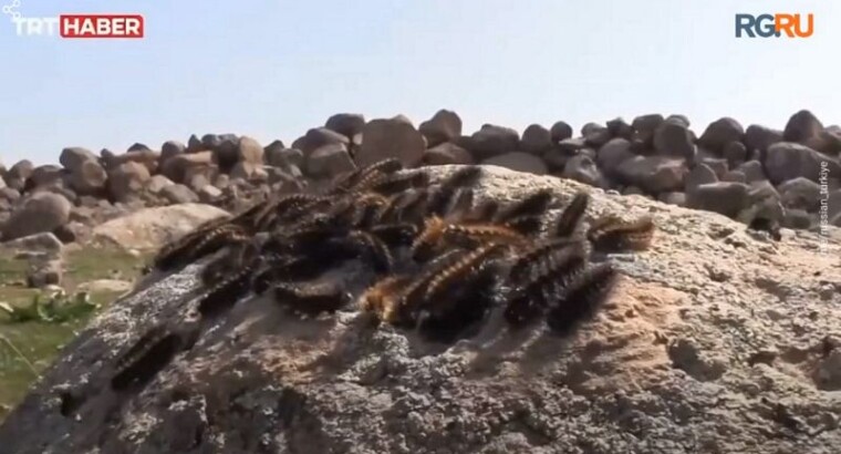 Полчища гусениц атаковали поля на юго-востоке Турции после землетрясений