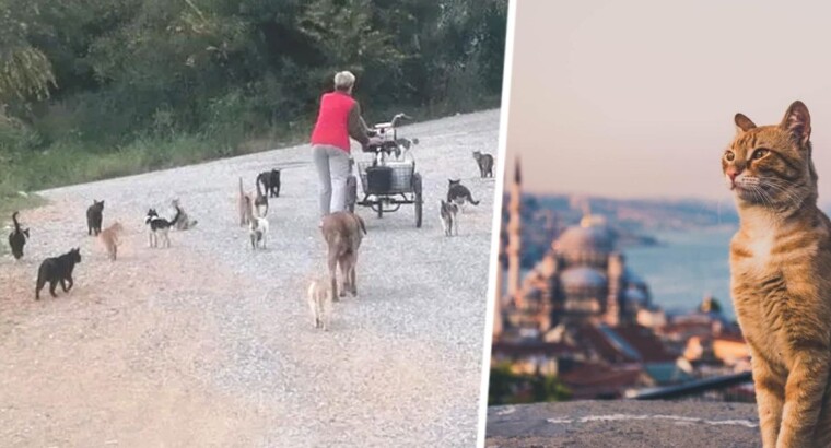 Россиянка в Турции приютила 250 кошек