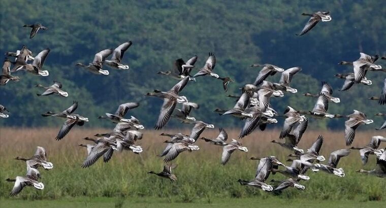 Изменение климата меняет сроки и маршруты перелета птиц