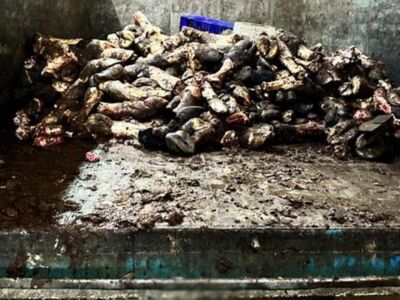 Отвратительные условия хранения мяса в Стамбуле