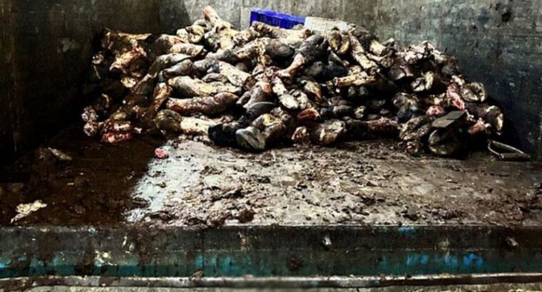 Отвратительные условия хранения мяса в Стамбуле