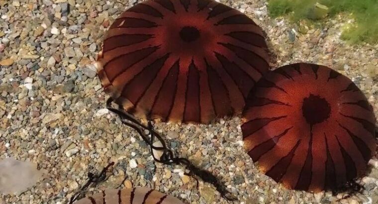 Будьте осторожны: медузы-компасы