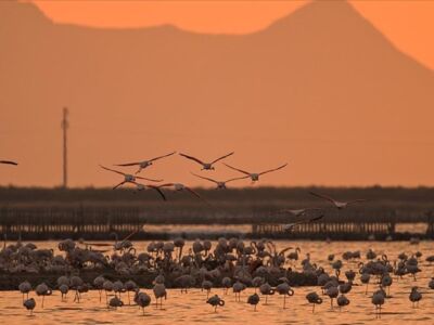 В дельте реки Гедиз на западе Турции вылупились тысячи птенцов фламинго