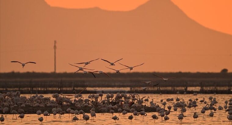 В дельте реки Гедиз на западе Турции вылупились тысячи птенцов фламинго