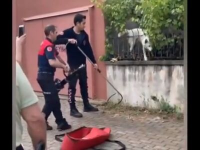 Пес затролил всю улицу