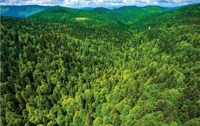 Стал известен самый зеленый город Турции