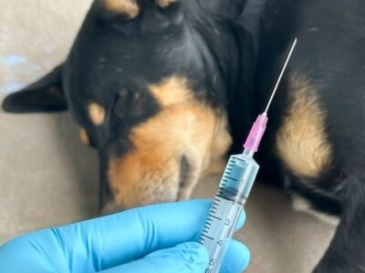 Обратите внимание на критический период для развития заболевания бешенства