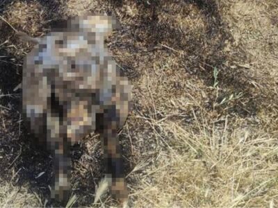 Это стало причиной порчи 130 декар посевов пшеницы