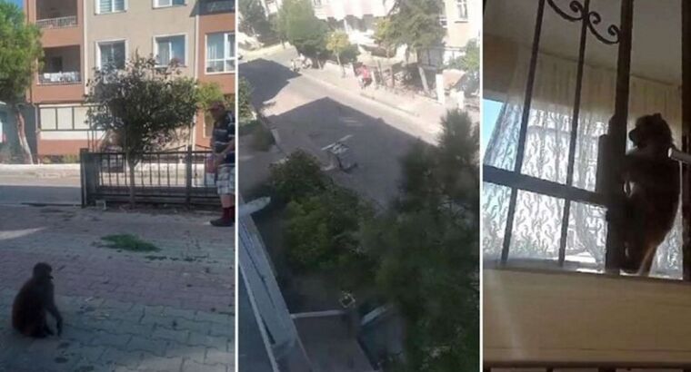 Паника в Стамбуле из-за обезьяны