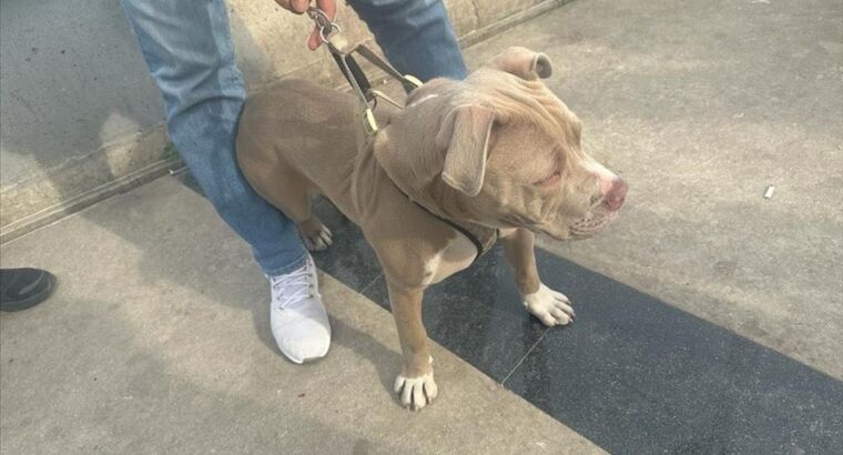 В Турции количество идентифицированных домашних животных превысило 2 млн